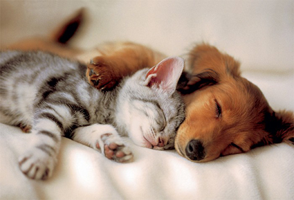 Puslespill søt drøm hund og katt.