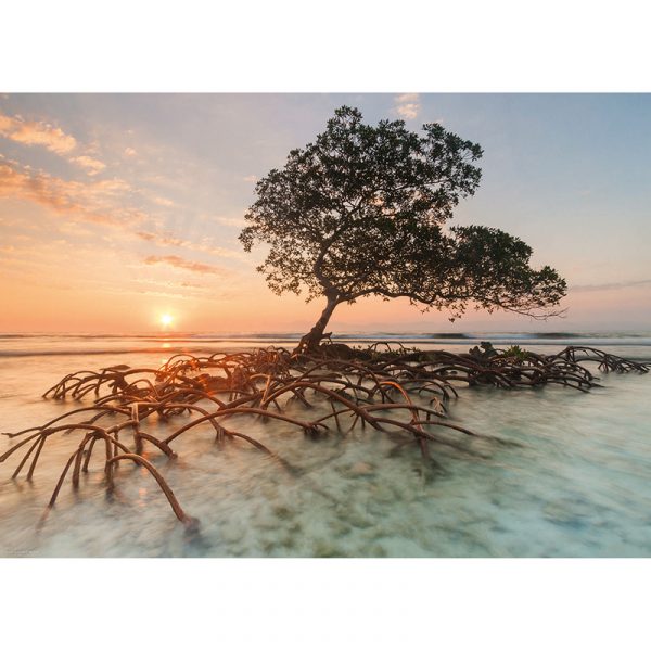 Puslespill Red Mangrove 1000 biter / brikker. Vakkert motiv med solnedgang. Pusslespill fra Heye Puzzle.