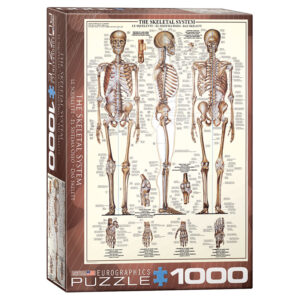 Puslespill The Skeletal System 1000 brikker / biter.